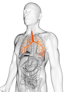 3d rendered illustration of the bronchi