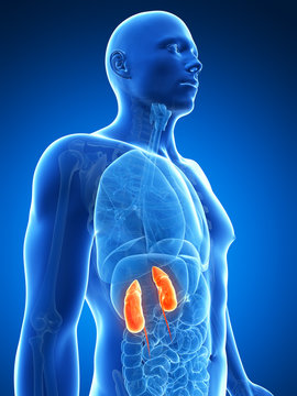3d rendered illustration of the male kidneys