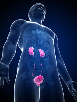 3d rendered illustration of the male kidneys