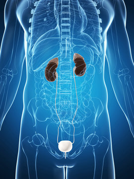 3d rendered illustration of the male kidneys