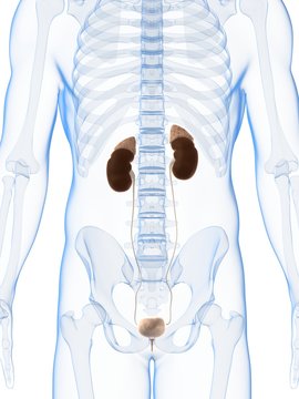 3d rendered illustration of the male kidneys
