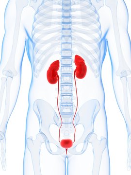 3d rendered illustration of the male kidneys