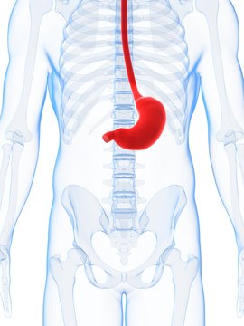3d rendered illustration of the male stomach