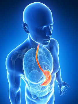 3d rendered illustration of the male stomach