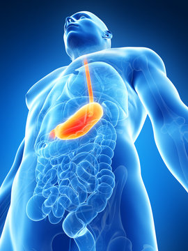 3d rendered illustration of the male stomach