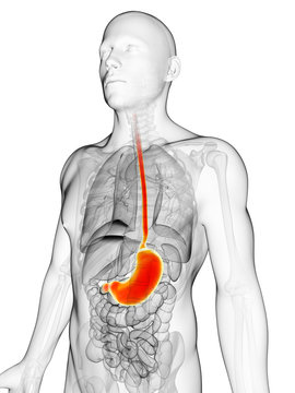 3d rendered illustration of the male stomach
