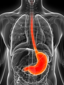 3d rendered illustration of the male stomach