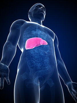 3d rendered illustration of the male liver