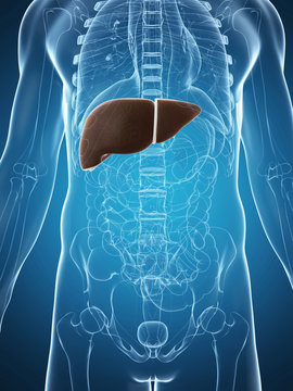 3d rendered illustration of the male liver