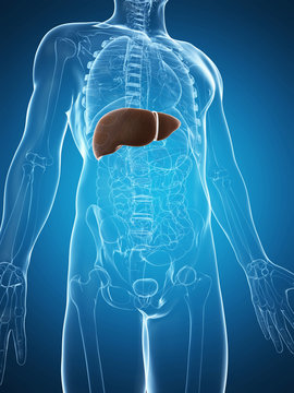 3d rendered illustration of the male liver