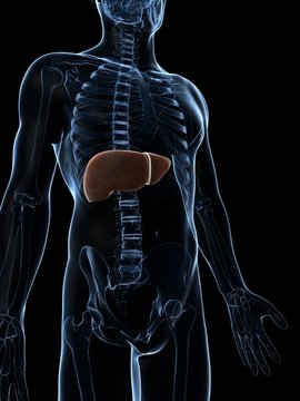 3d rendered illustration of the male liver