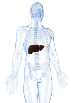 3d rendered illustration of the male liver