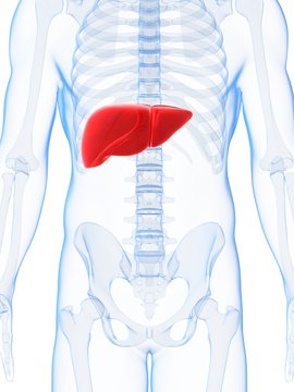 3d rendered illustration of the male liver