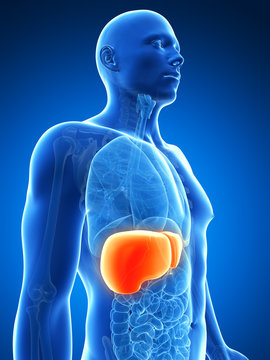 3d rendered illustration of the male liver