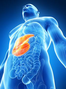 3d rendered illustration of the male liver