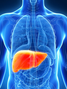 3d rendered illustration of the male liver