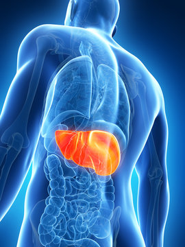 3d rendered illustration of the male liver