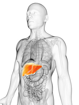3d rendered illustration of the male liver