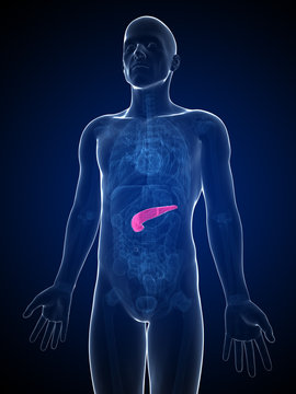 3d rendered illustration of the male pancreas