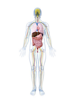 3d rendered illustration of the male anatomy