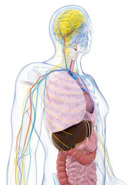 3d rendered illustration of the male anatomy
