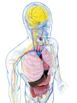 3d rendered illustration of the male anatomy