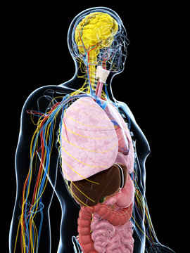 3d rendered illustration of the male anatomy