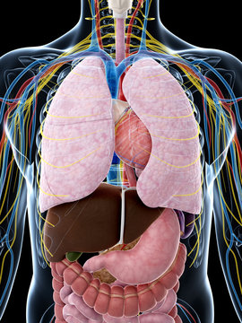 3d rendered illustration of the male anatomy