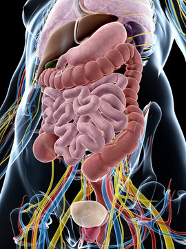 3d rendered illustration of the male anatomy