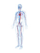 3d rendered illustration of the human vascular system