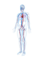 3d rendered illustration of the human vascular system