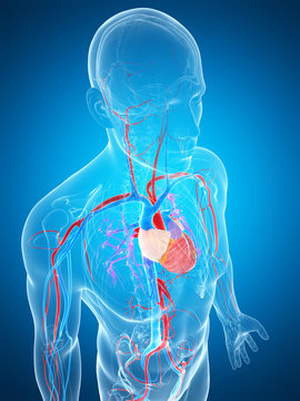 3d rendered illustration of the human vascular system