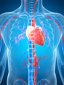 3d rendered illustration of the human vascular system
