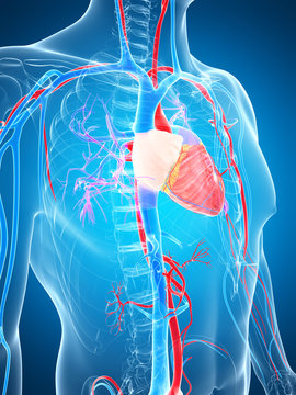 3d rendered illustration of the human vascular system