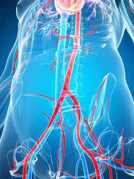 3d rendered illustration of the human vascular system