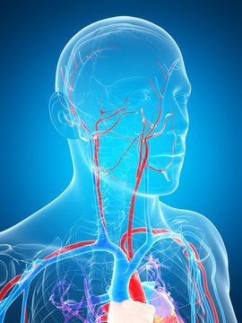 3d rendered illustration of the human vascular system