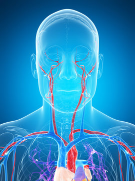 3d rendered illustration of the human vascular system