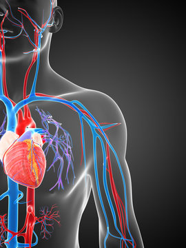 3d rendered illustration of the human vascular system