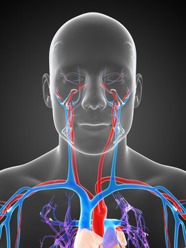 3d rendered illustration of the human vascular system