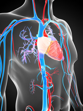 3d rendered illustration of the human vascular system