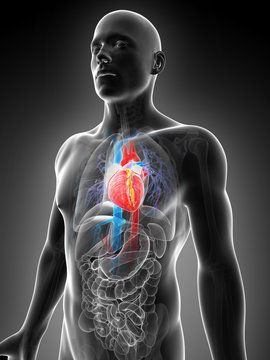 3d rendered illustration of the human vascular system