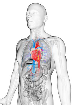 3d rendered illustration of the human vascular system