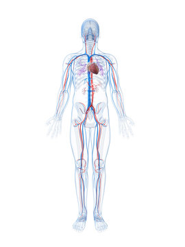 3d rendered illustration of the human vascular system
