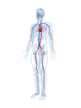3d rendered illustration of the human vascular system