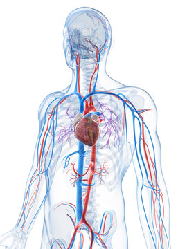3d rendered illustration of the human vascular system