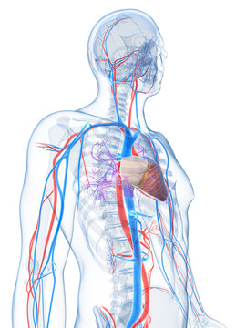 3d rendered illustration of the human vascular system
