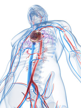 3d rendered illustration of the human vascular system