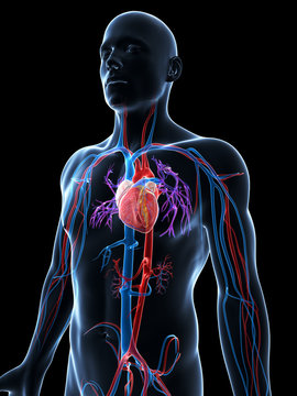 3d rendered illustration of the human vascular system