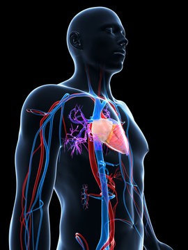 3d rendered illustration of the human vascular system