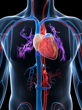 3d rendered illustration of the human vascular system